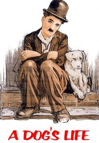 Vita da cani
